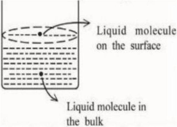 Beaker containing liquid showing molecules: one at the surface with downward forces labeled 'Liquid molecule on the surface', and one inside with forces in all directions labeled 'Liquid molecule in the bulk'.